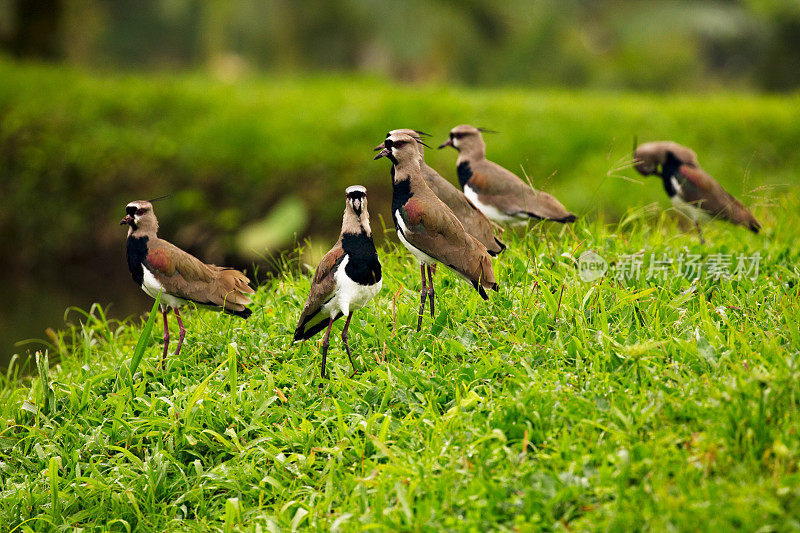 一群南田凫鸟(Vanellus chilensis)在一个郁郁葱葱的绿色田野，哥斯达黎加